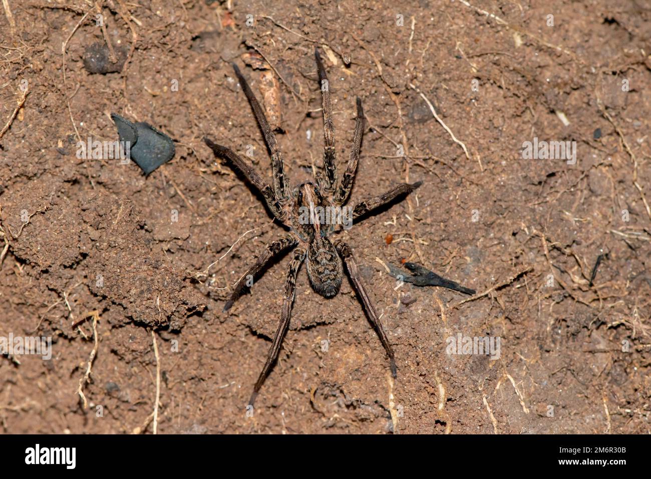Wolfsspinne (Lycosidae) Stockfoto