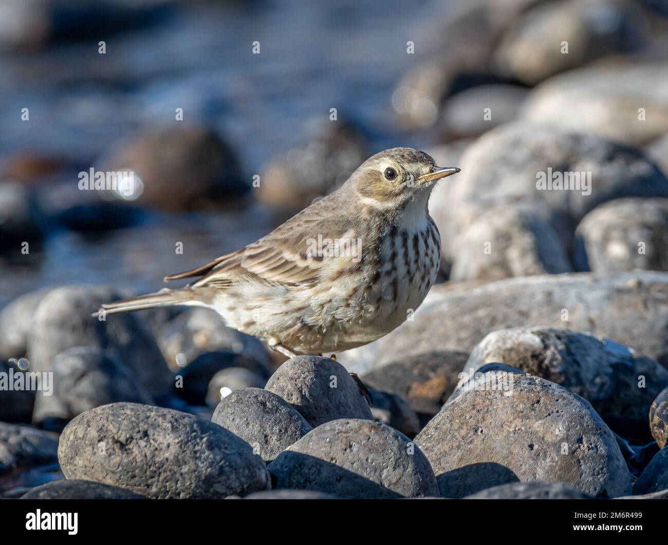 Eine wunderschöne amerikanische Pipit am Rand des Arkansas River in Pueblo, Colorado, im Winter. Stockfoto