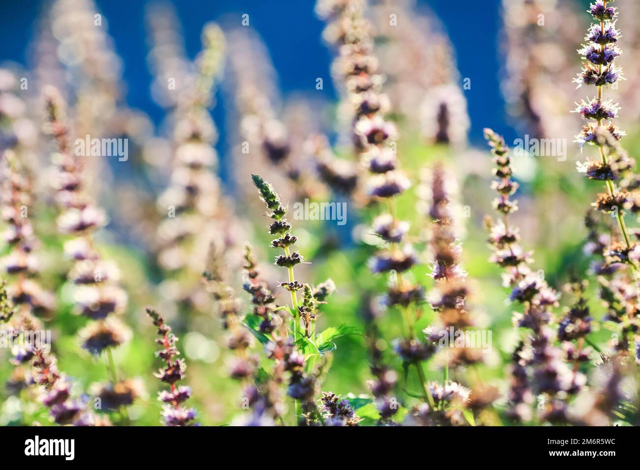 Die Minze, auch bekannt als Minze für den Garten, Minze für Gemeine, Lammminze und Makrelenminze, ist eine Art Minze, Mentha spicata Stockfoto