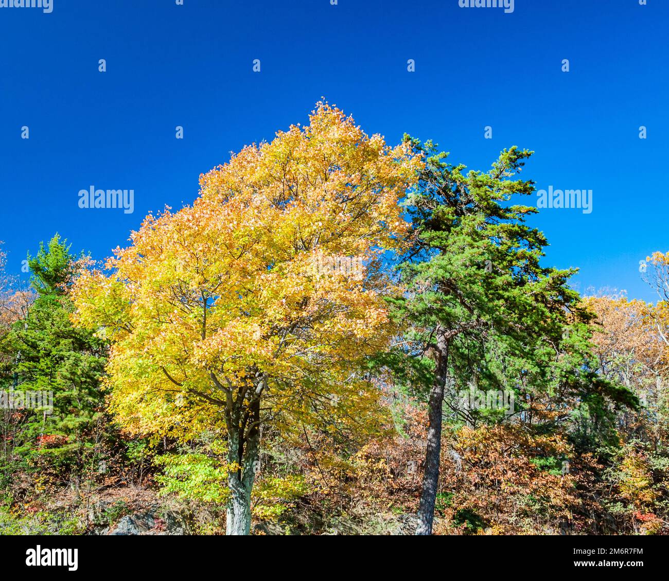 Der Shenandoah-Nationalpark Virginia USA in Kontrastfarben Stockfoto