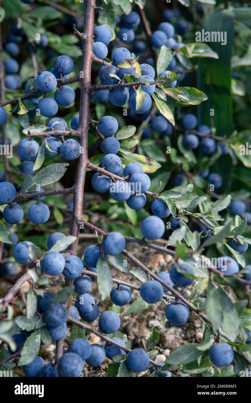 Prunus spinosa Beeren im Sommer. Schlehdorn oder Schlehe bläuliche Früchte wachsen auf dem Baum. Stockfoto