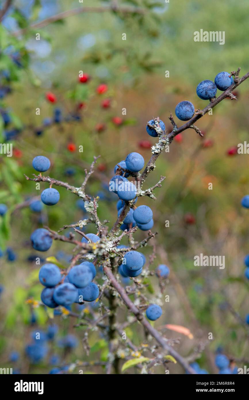 Prunus spinosa Beeren im Sommer. Schlehdorn oder Schlehe bläuliche Früchte wachsen auf dem Baum. Stockfoto