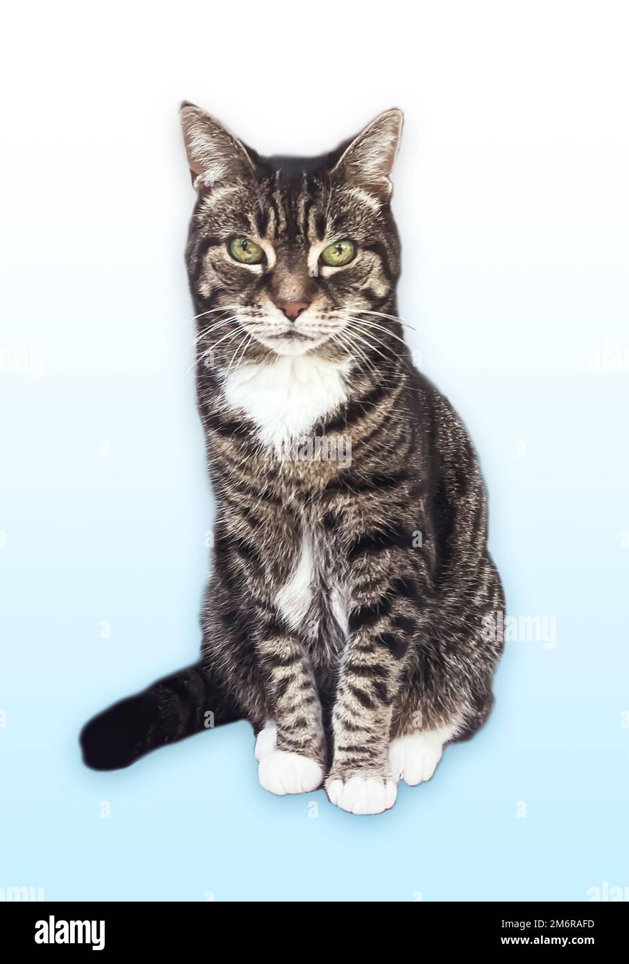 Wunderschöne weibliche Tabby-Katze, bezauberndes Haustier Stockfoto