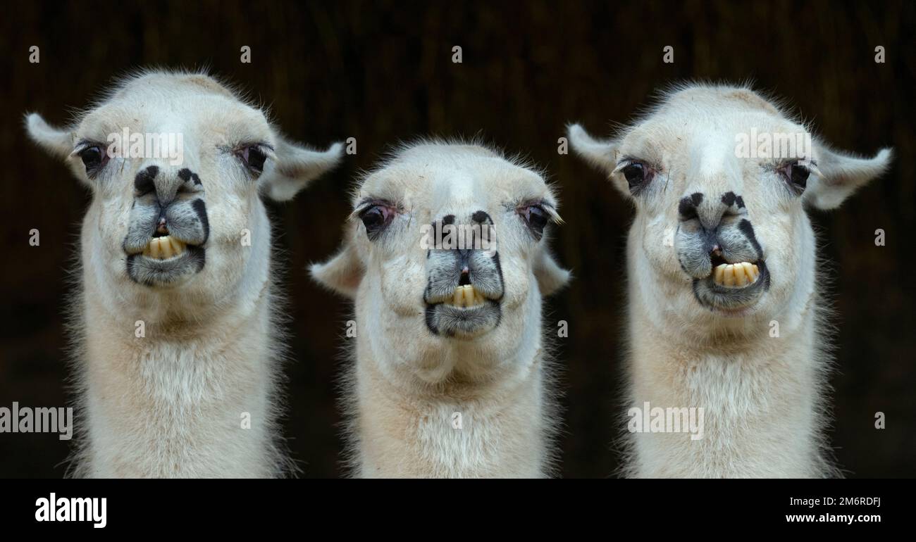 Einheimisches Lama-Porträt Lama glama Stockfoto