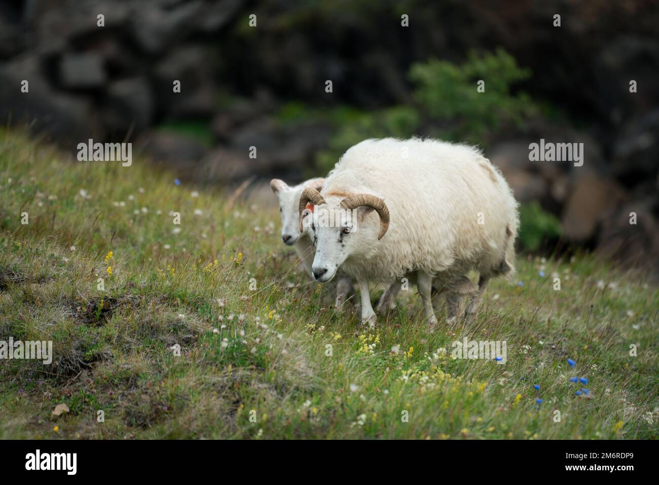 Isländische Schafe, die in den Hügeln Islands umherstreifen Stockfoto