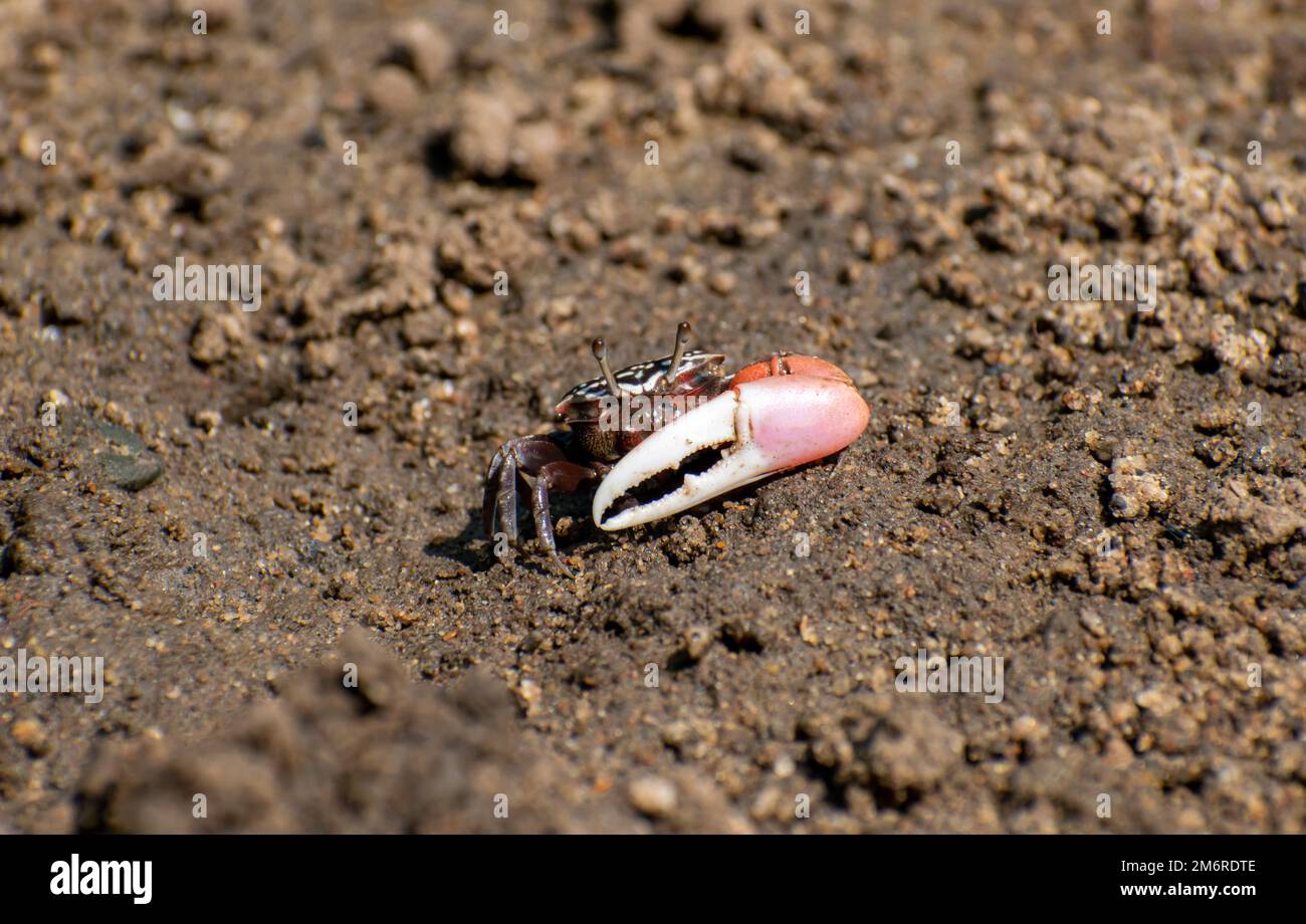 Fiddler Crab (Uca sp.) Stockfoto