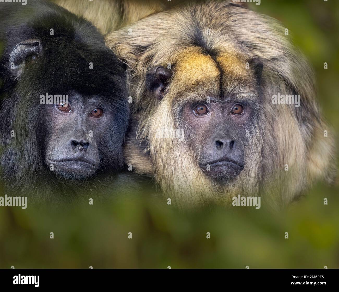 Männlicher und weiblicher schwarzer Howler-Affe Stockfoto