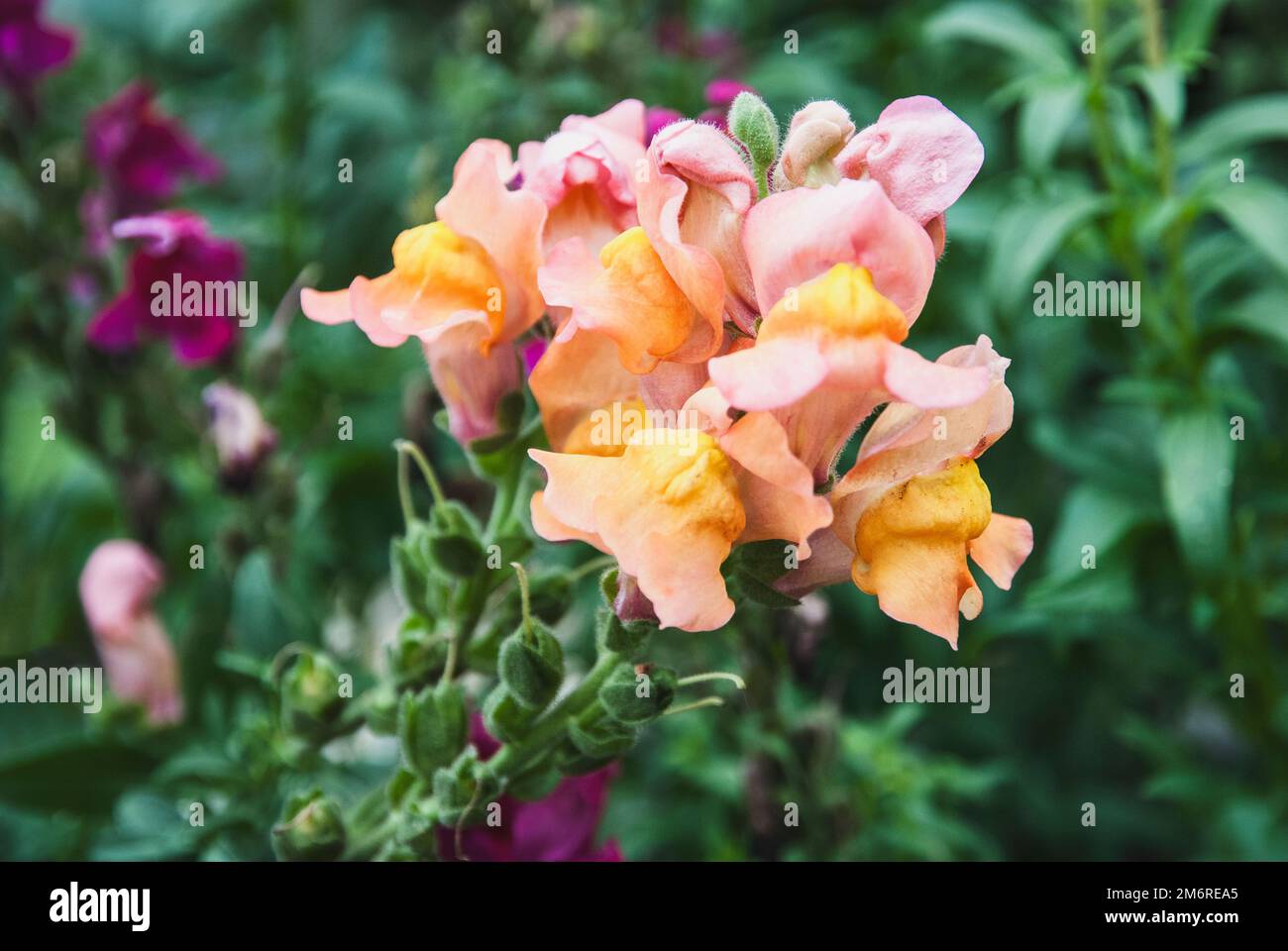 Snapdragon Antirrhinum majus blüht in der Nähe des Gartens Stockfoto