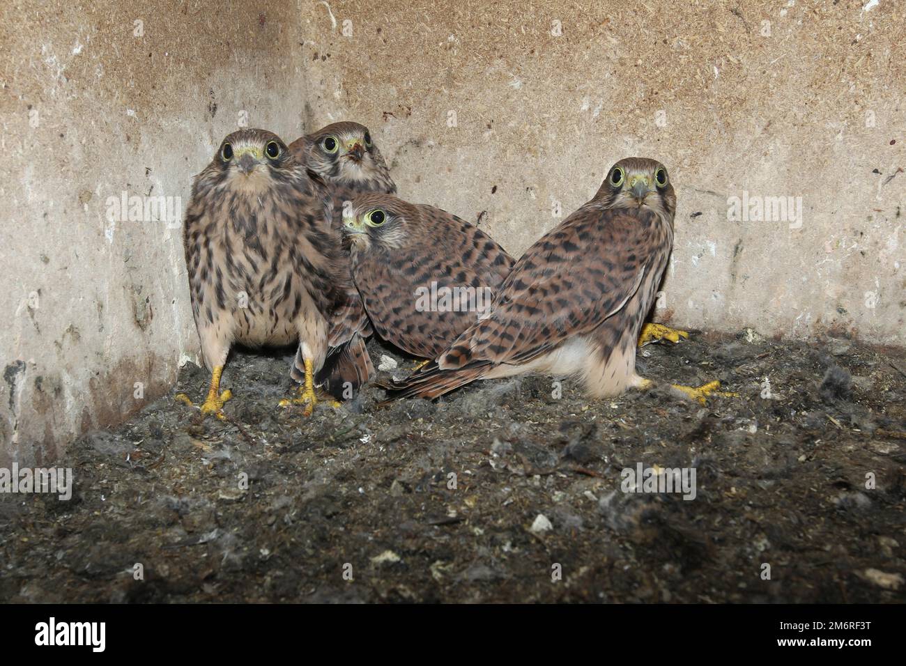 Kestrel, fast 4 Wochen alte Jungvögel in einer Nestbox, Allgaeu, Bayern, Deutschland Stockfoto