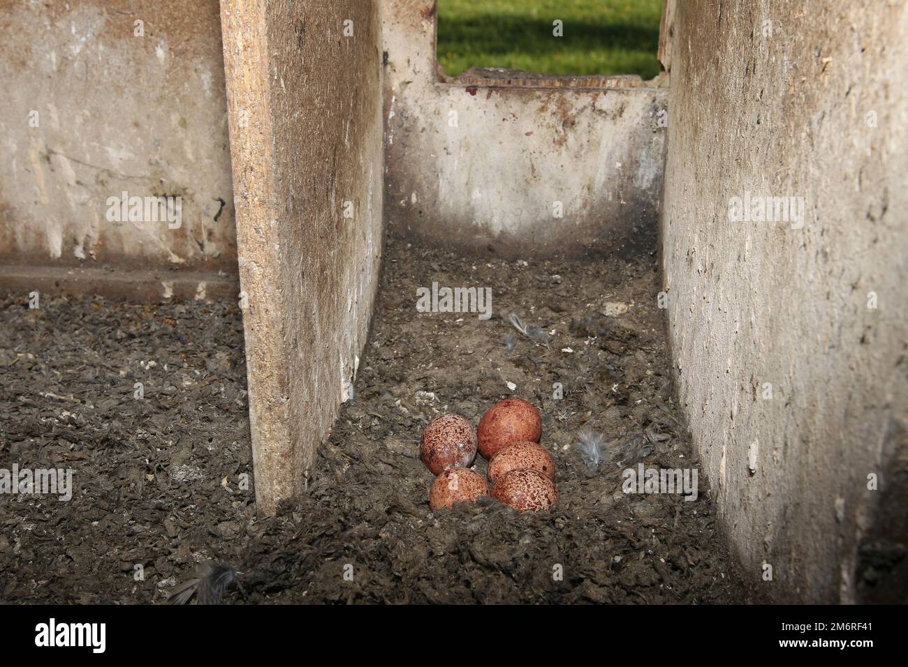 Falco-Tinnunculus-Eier in einer Nestbox in einer Feldscheune, Allgaeu, Bayern, Deutschland Stockfoto