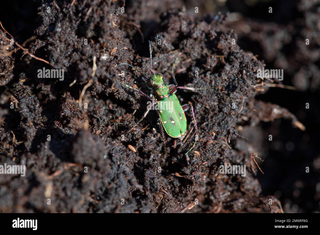 Grüner Tigerkäfer (Cicindela campestris), der über Torfboden im Sonnenschein läuft, Vrees, Niedersachsen, Deutschland Stockfoto