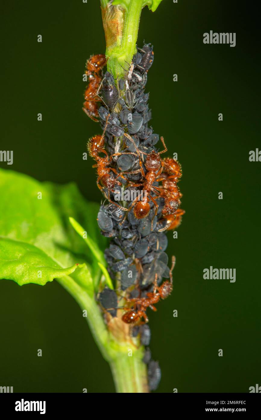Europäische Feuerameise (Myrmica rubra) Melkblattläuse auf einem Pflanzenstamm, Baden-Württemberg, Deutschland Stockfoto
