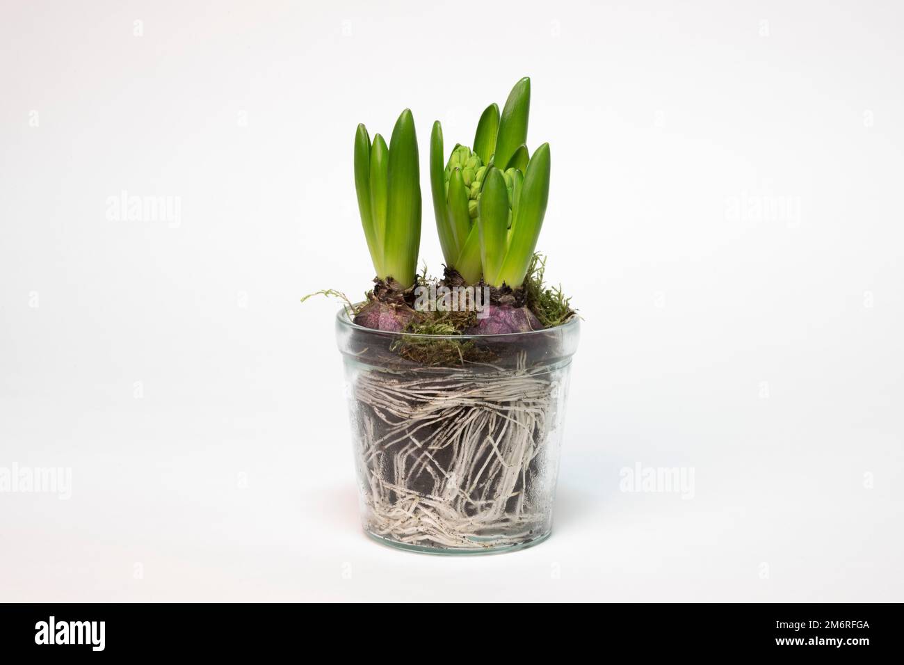 peperomia argyreia variegata Peperomia argyreia main image 1