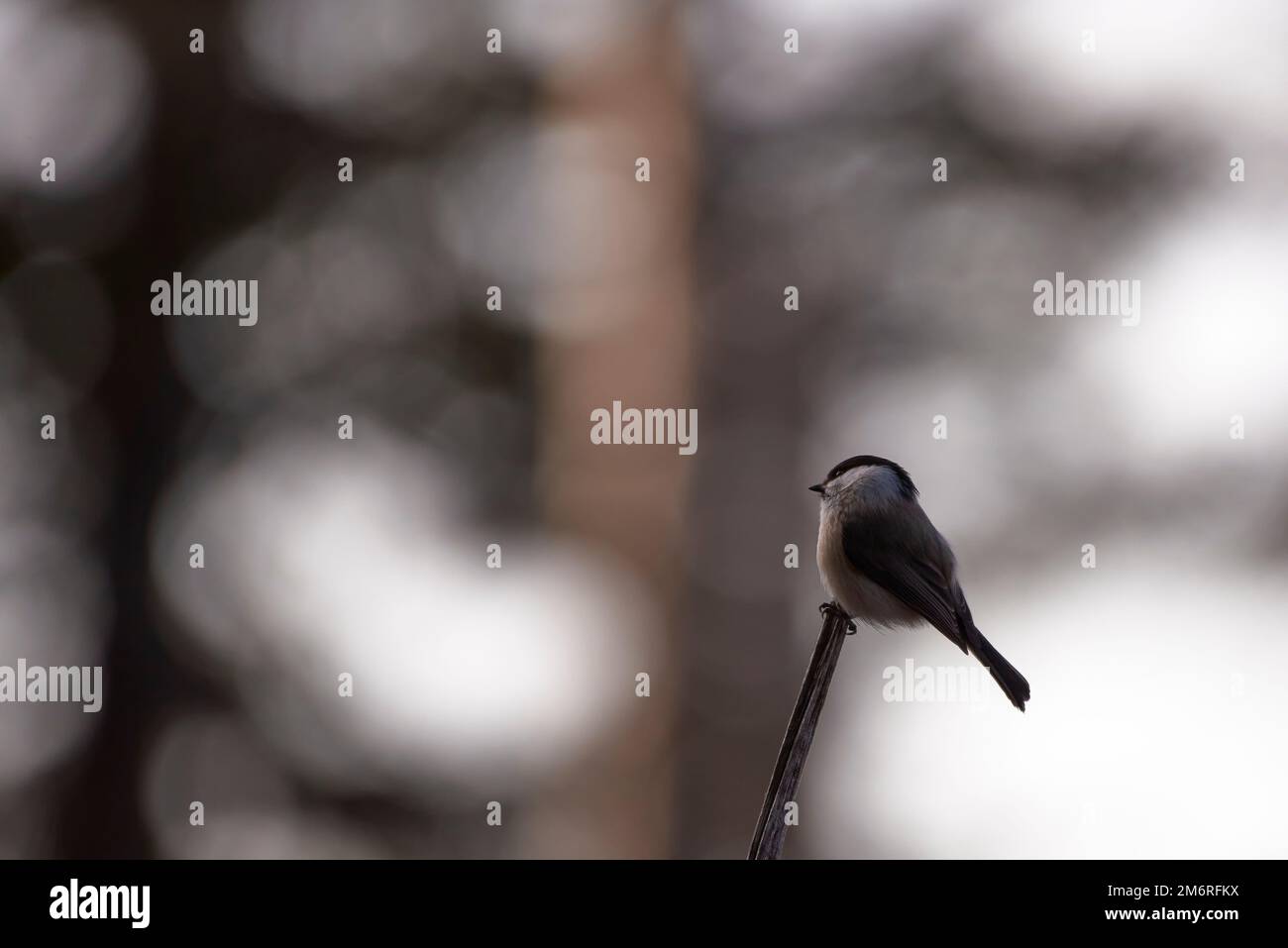 Eine Sumpftit (Poecile palustris / Parus palustris) in einem natürlichen Lebensraum Stockfoto