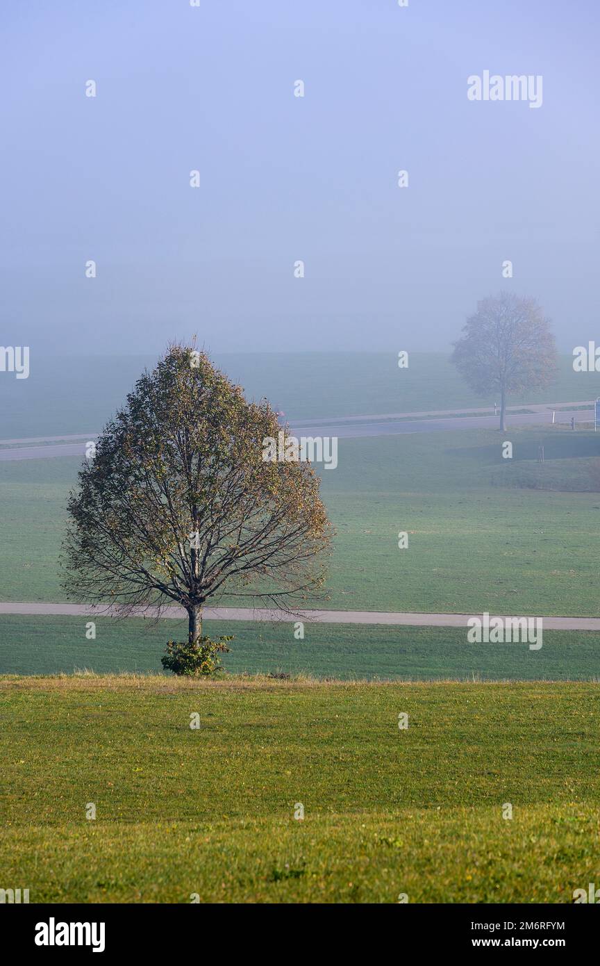 Zwei Laubbäume im Nebel am Blender bei Kempten, Allgaeu, Swabia, Bayern,  Deutschland Stockfotografie - Alamy