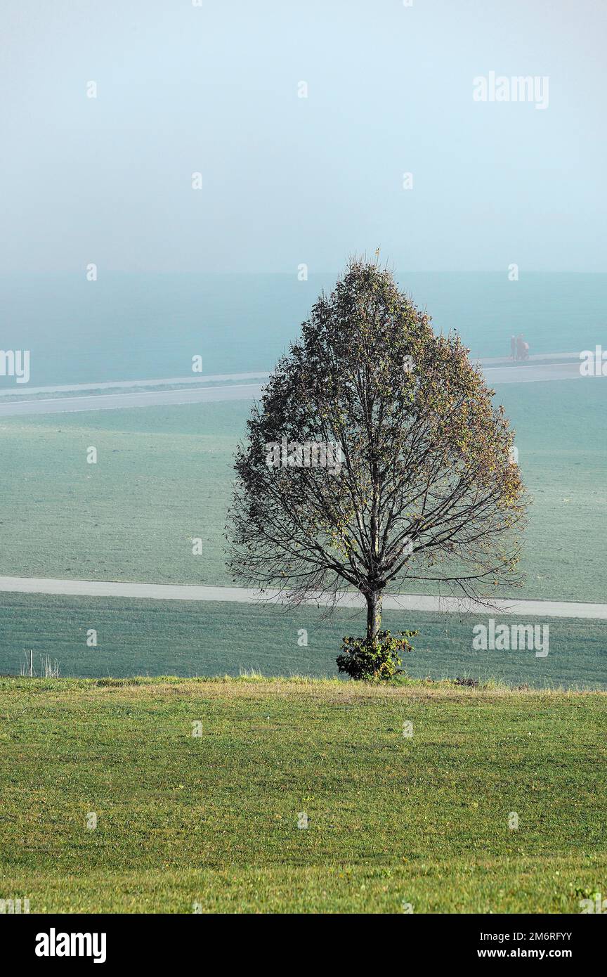 Laubbaum im Nebel am Blender bei Kempten, Allgaeu, Swabia, Bayern, Deutschland Stockfoto