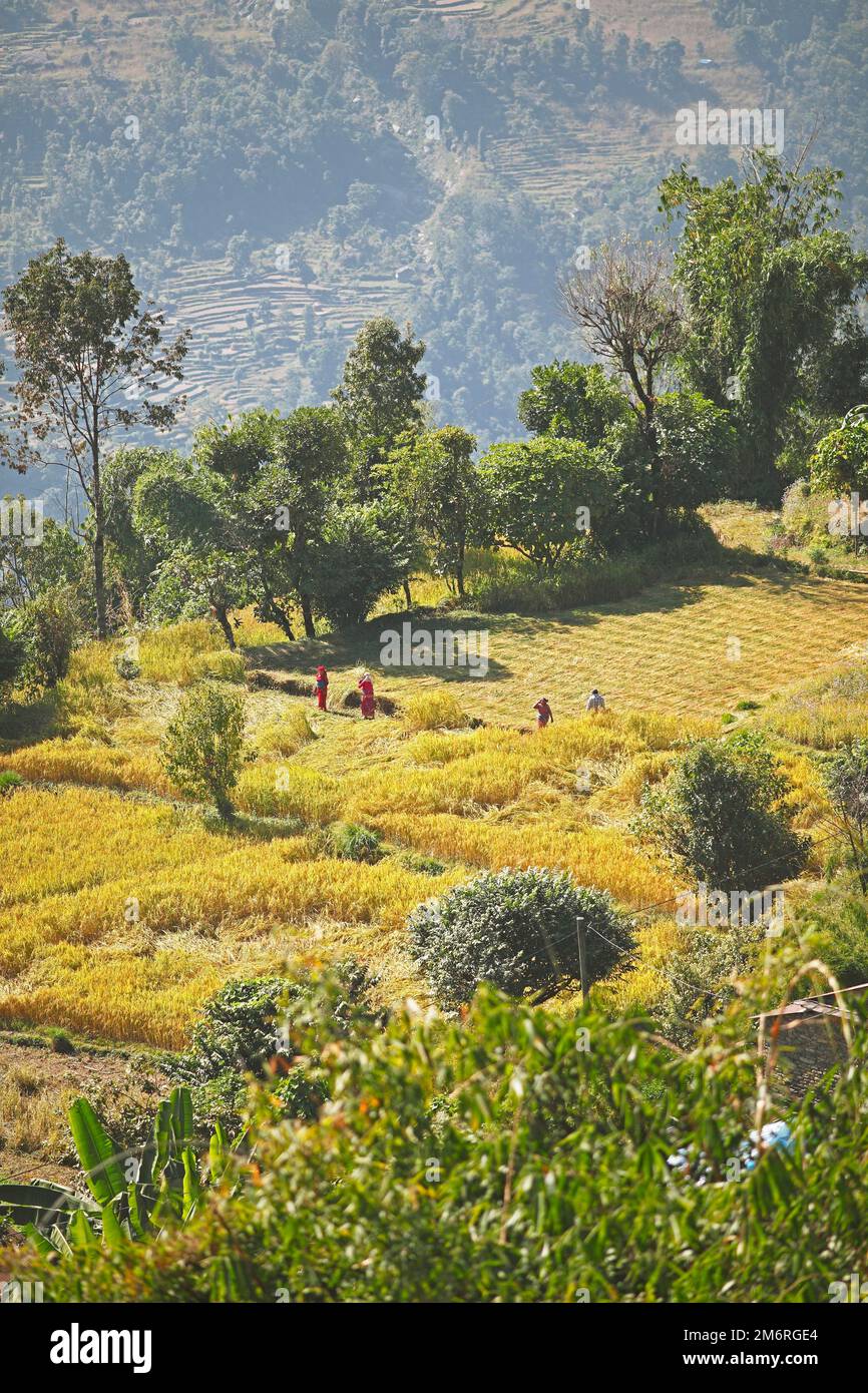 Felder um Sarangkot, Provinz Gandaki, Kaski Distict, Nepal Stockfoto