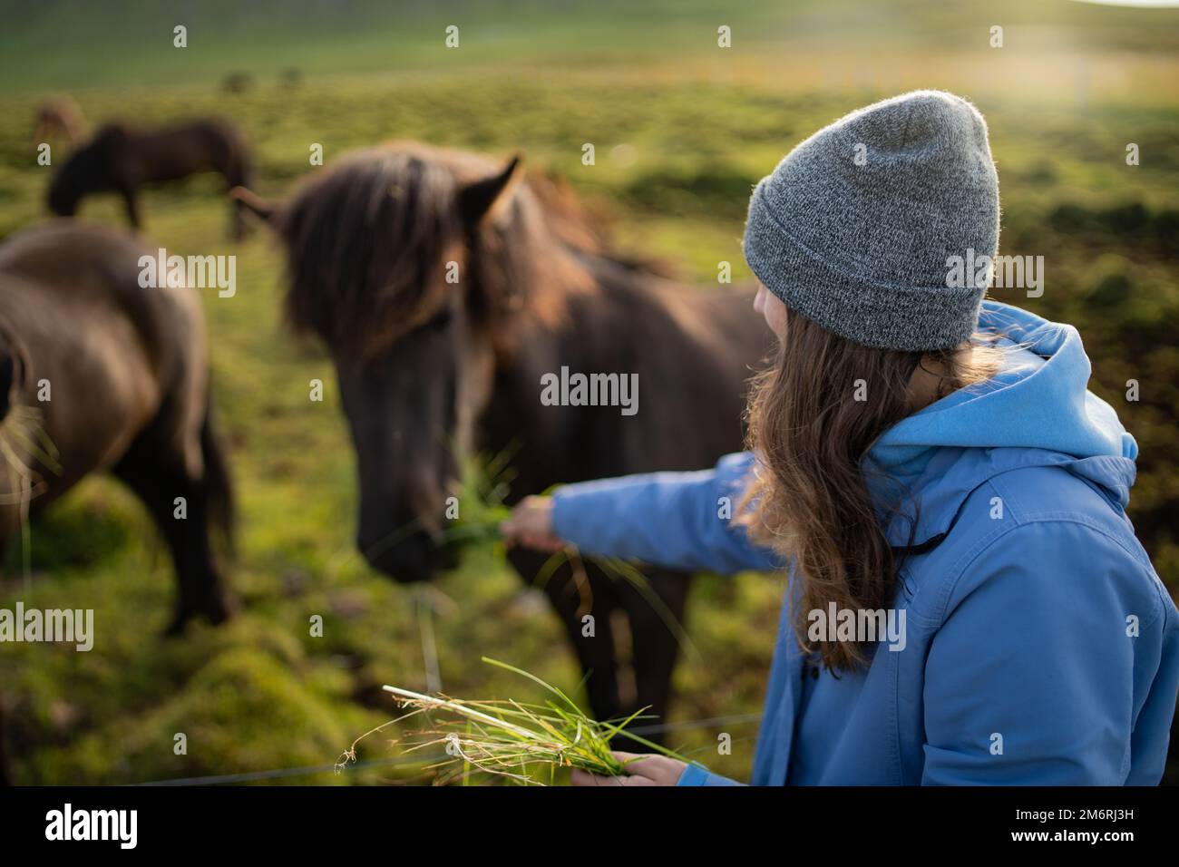 Die Fütterung isländischer Pferde auf der Pferdefarm Berg in Island Stockfoto