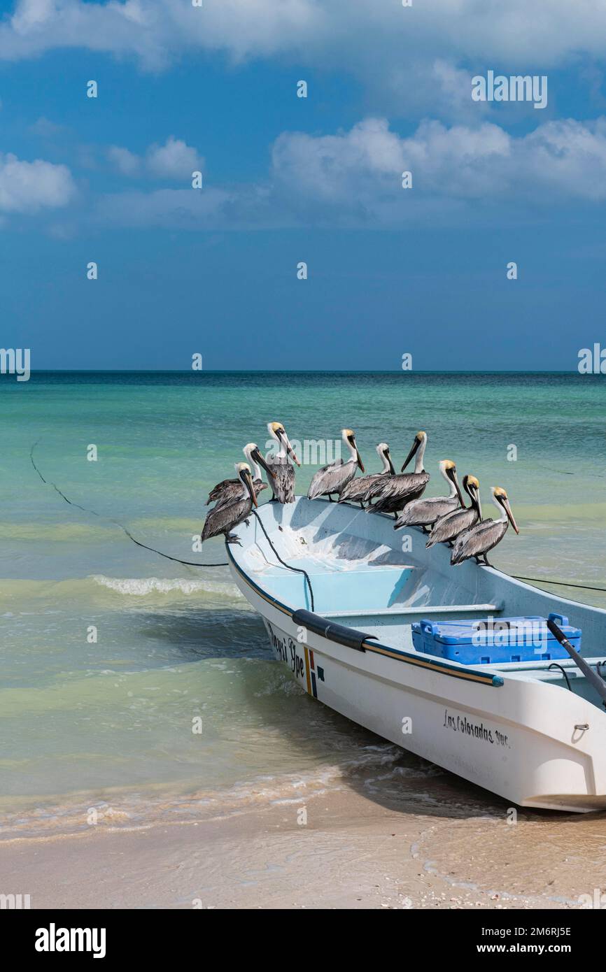Pelikan sitzt auf einem Fischerboot in Las Coloradas, Yucatan, Mexiko Stockfoto