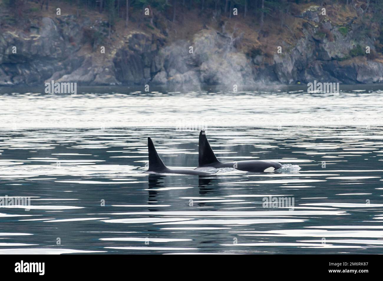 Killerwale (Orcinus orca) oder Orca, San Juan Inseln. Bundesstaat Washington, USA Stockfoto