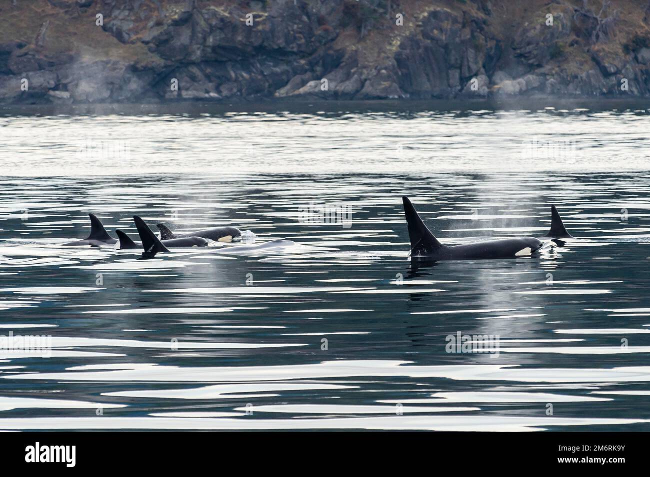 Killerwale (Orcinus orca) oder Orca, San Juan Inseln. Bundesstaat Washington, USA Stockfoto