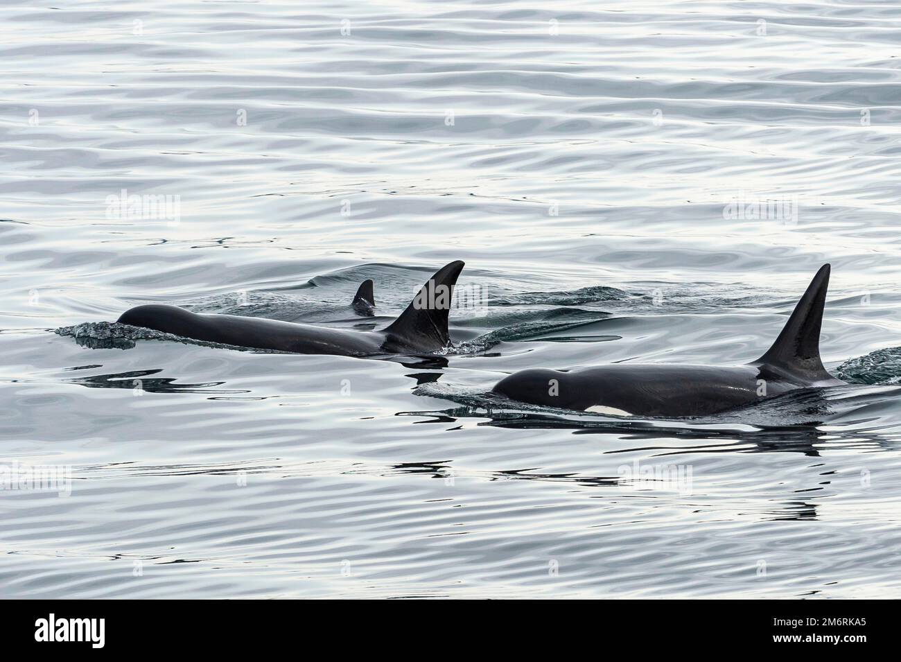 Killerwale (Orcinus orca) oder Orca, San Juan Inseln. Bundesstaat Washington, USA Stockfoto