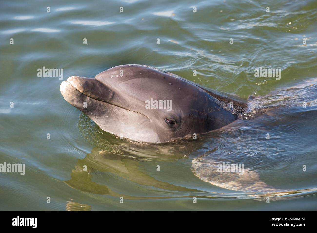 Große Tümmler, Tursiops tursiops, Dolphin Forschungszentrum, Grassy Key, Florida, USA Stockfoto