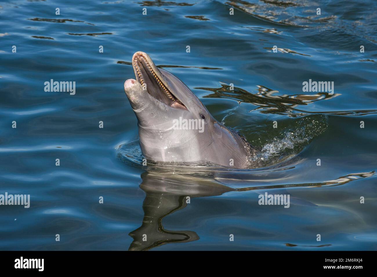 Große Tümmler, Tursiops tursiops, Dolphin Forschungszentrum, Grassy Key, Florida, USA Stockfoto