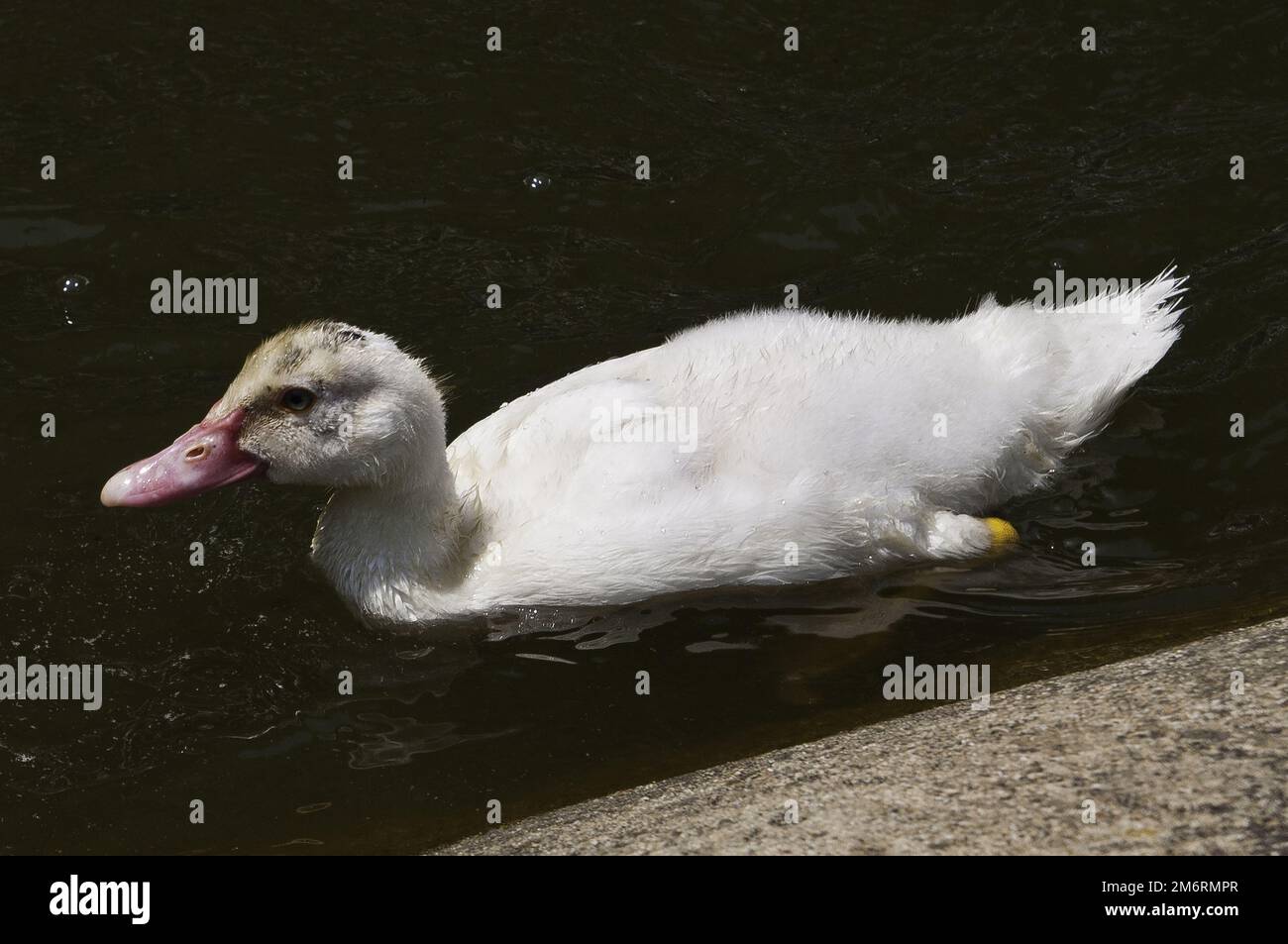 Gans in einem Mollo Parc in catalunya spanien Stockfoto