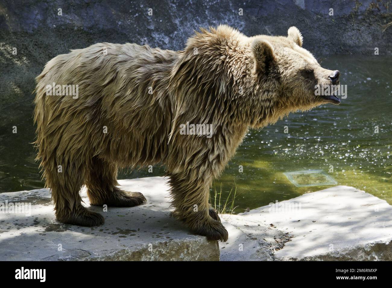 ursidae ist ein großer Tier-Säugetier-Bär Stockfoto