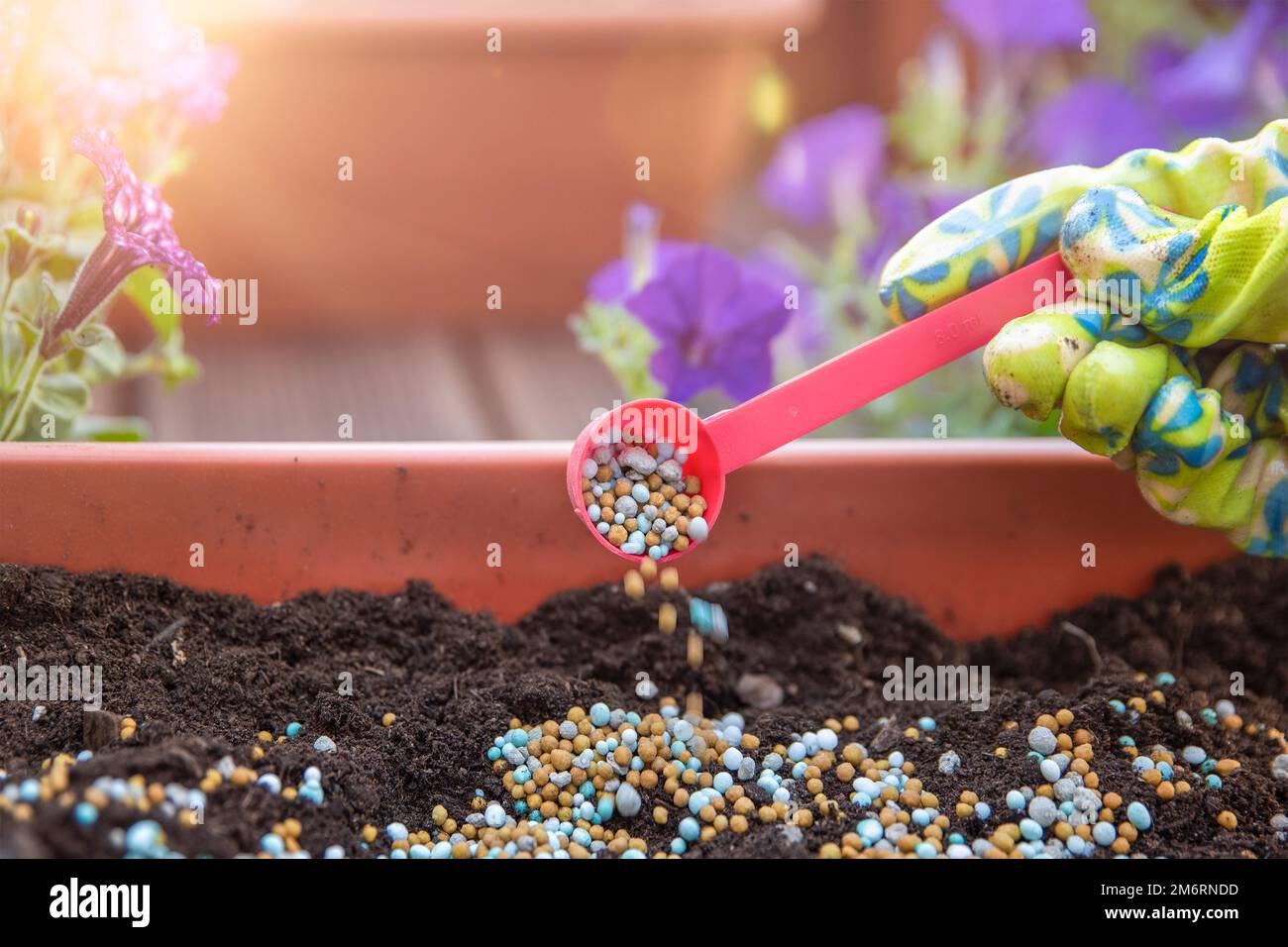 Dnger fr Blumen. Der Vorgang der Ftterung von Blten vor dem Anpflanzen  in Blumentpfen. Die Hand einer Nahaufnahme streut den Boden mit Dnger  Stockfotografie - Alamy
