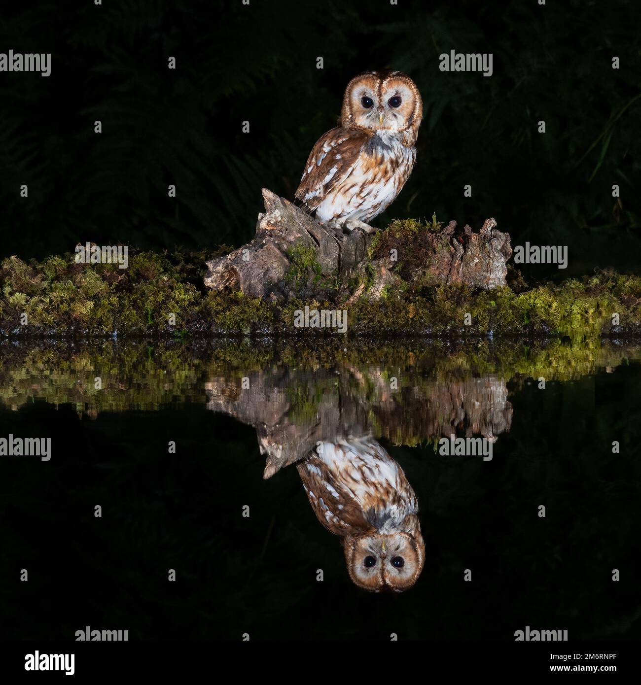 Eine dunkle Eule, die nachts aufgenommen wurde, da sie auf einem alten Baumstumpf neben einem Pool steht. Es spiegelt sich im stillen Wasser wider Stockfoto