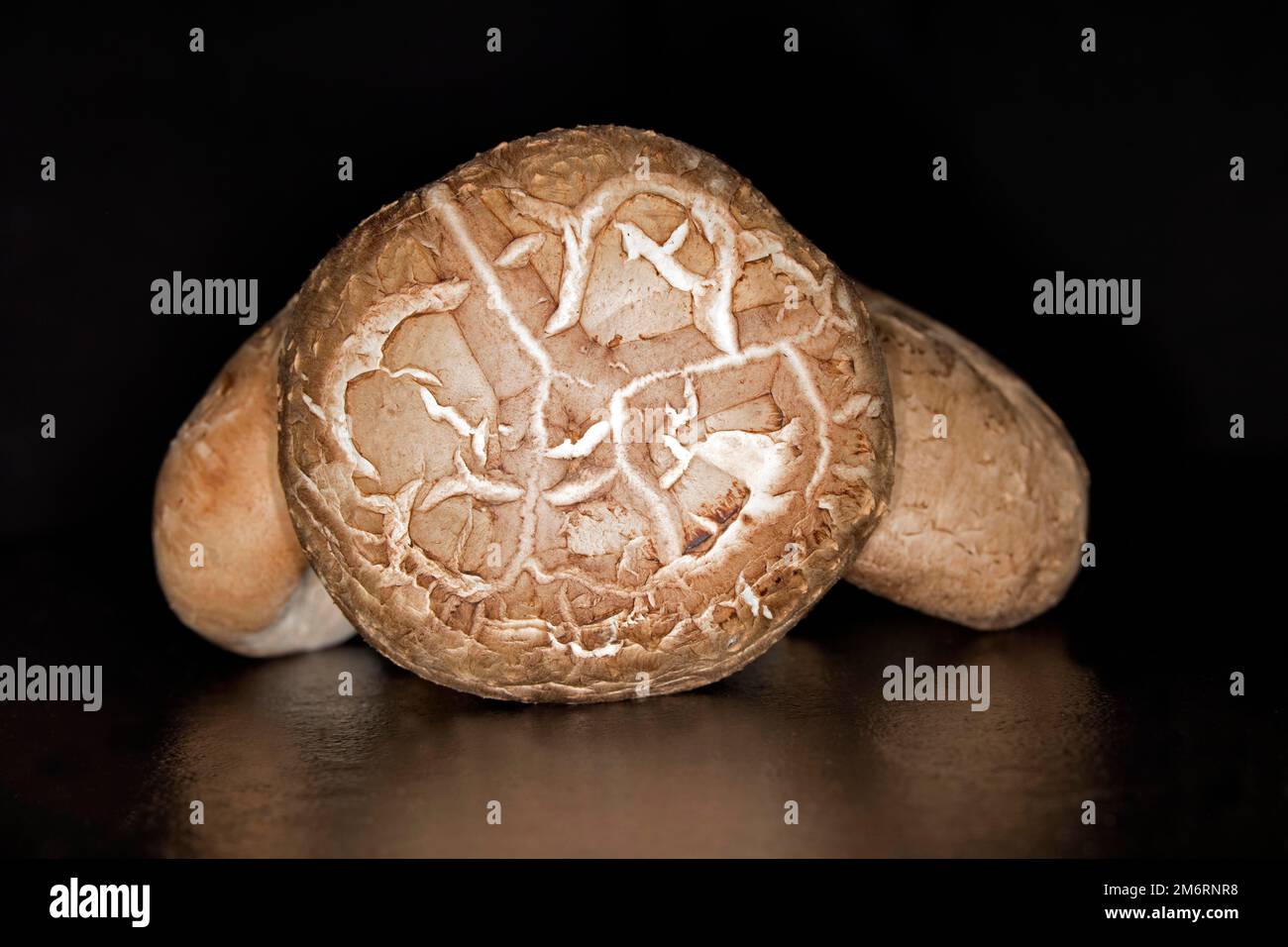 Shiitake-Pilze, Lebensmittelfotografie mit schwarzem Hintergrund Stockfoto