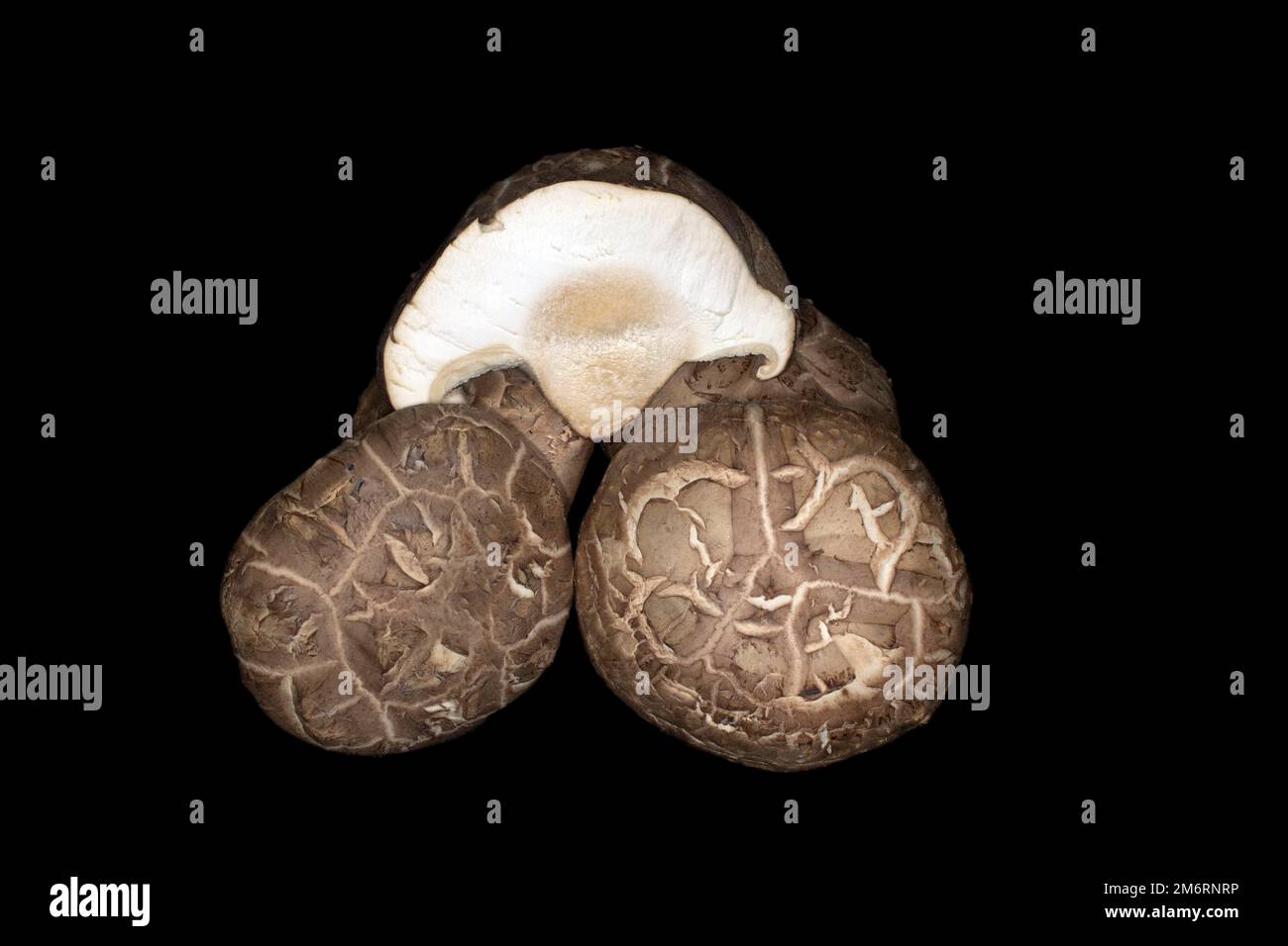 Shiitake-Pilze, Lebensmittelfotografie mit schwarzem Hintergrund Stockfoto
