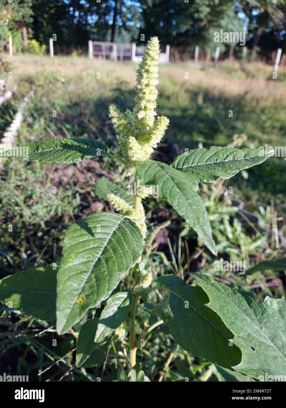 Ambrosia-Trifida-Blüten. Ambrosia trifida wächst stark in der Ödland, und seine ohrförmigen Blüten verursachen Heuschnupfen. Hochwertiges Foto Stockfoto