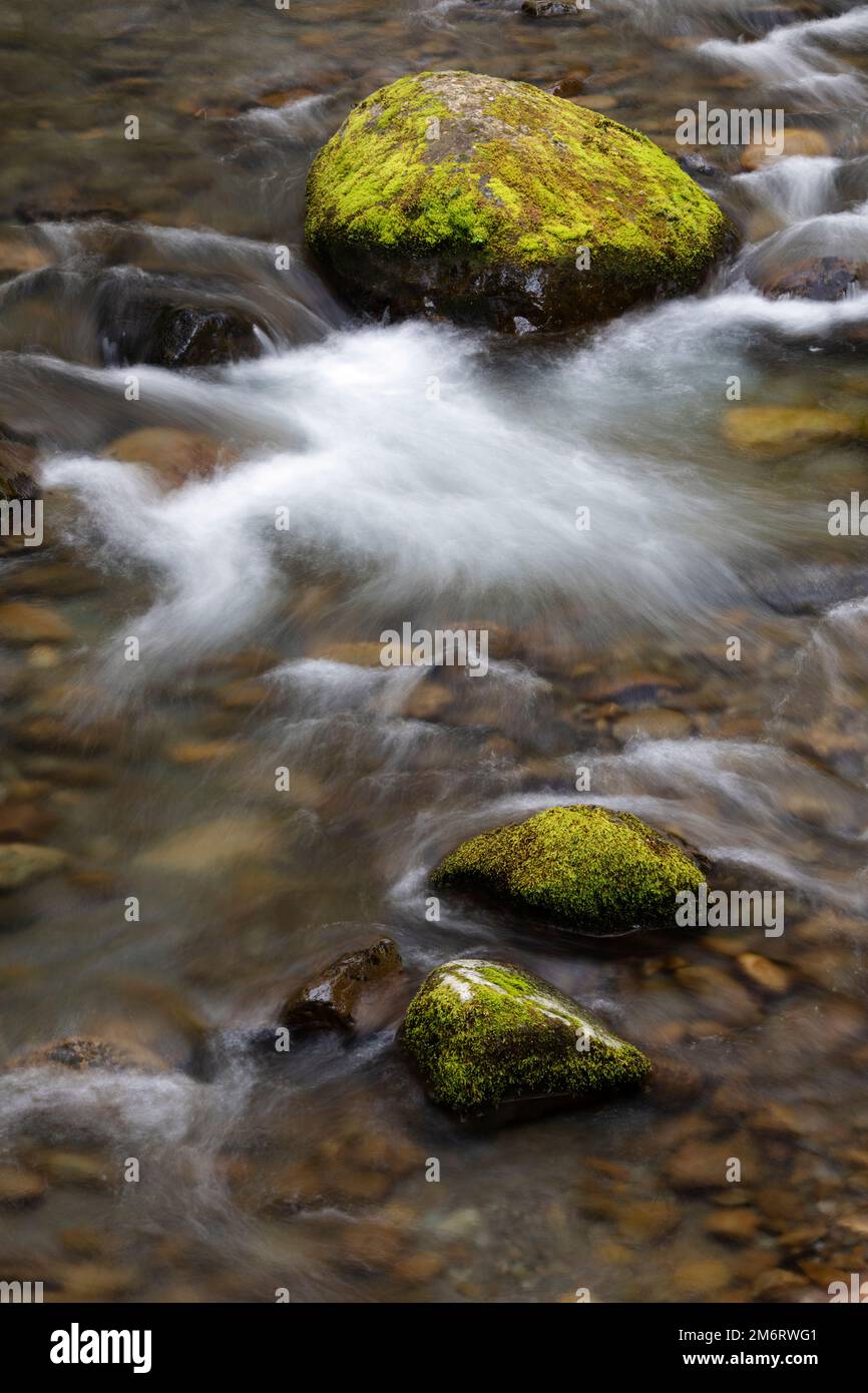 WA20847-00..... WASHINGTON - Felsen am Fluss im Quinault Valley, Olympic National Forest. Stockfoto