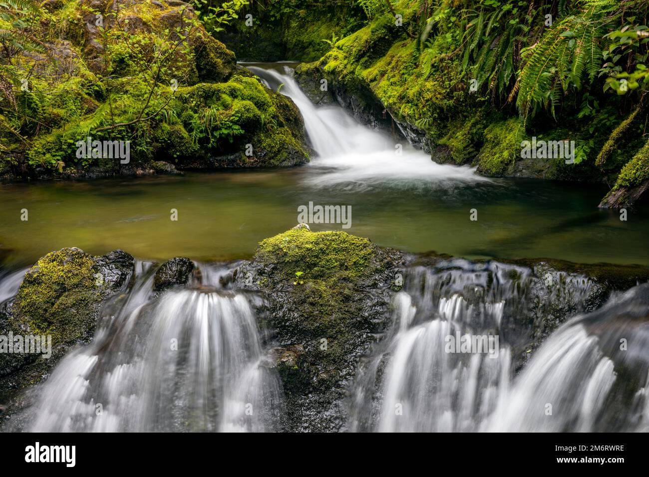WA20849-00..... WASHINGTON - Cascade Creek Falls im Quinault Valley, Olympic National Forest. Stockfoto