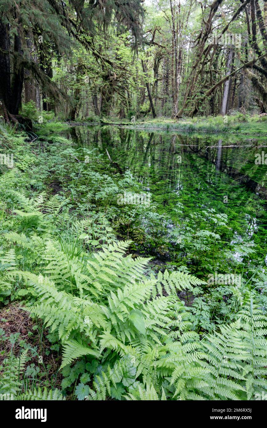 WA20856-00..... WASHINGTON – Regenwald und Teich entlang des Maple Glade Rainforest Trail, Quinault River Valley Olympic National Park. Stockfoto
