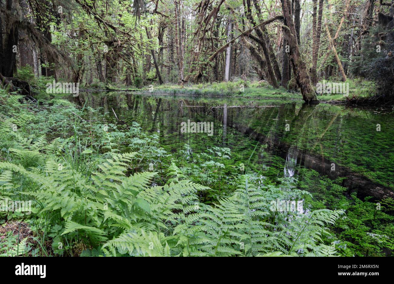 WA20857-00..... WASHINGTON – Regenwald und Teich entlang des Maple Glade Rainforest Trail, Quinault River Valley Olympic National Park. Stockfoto