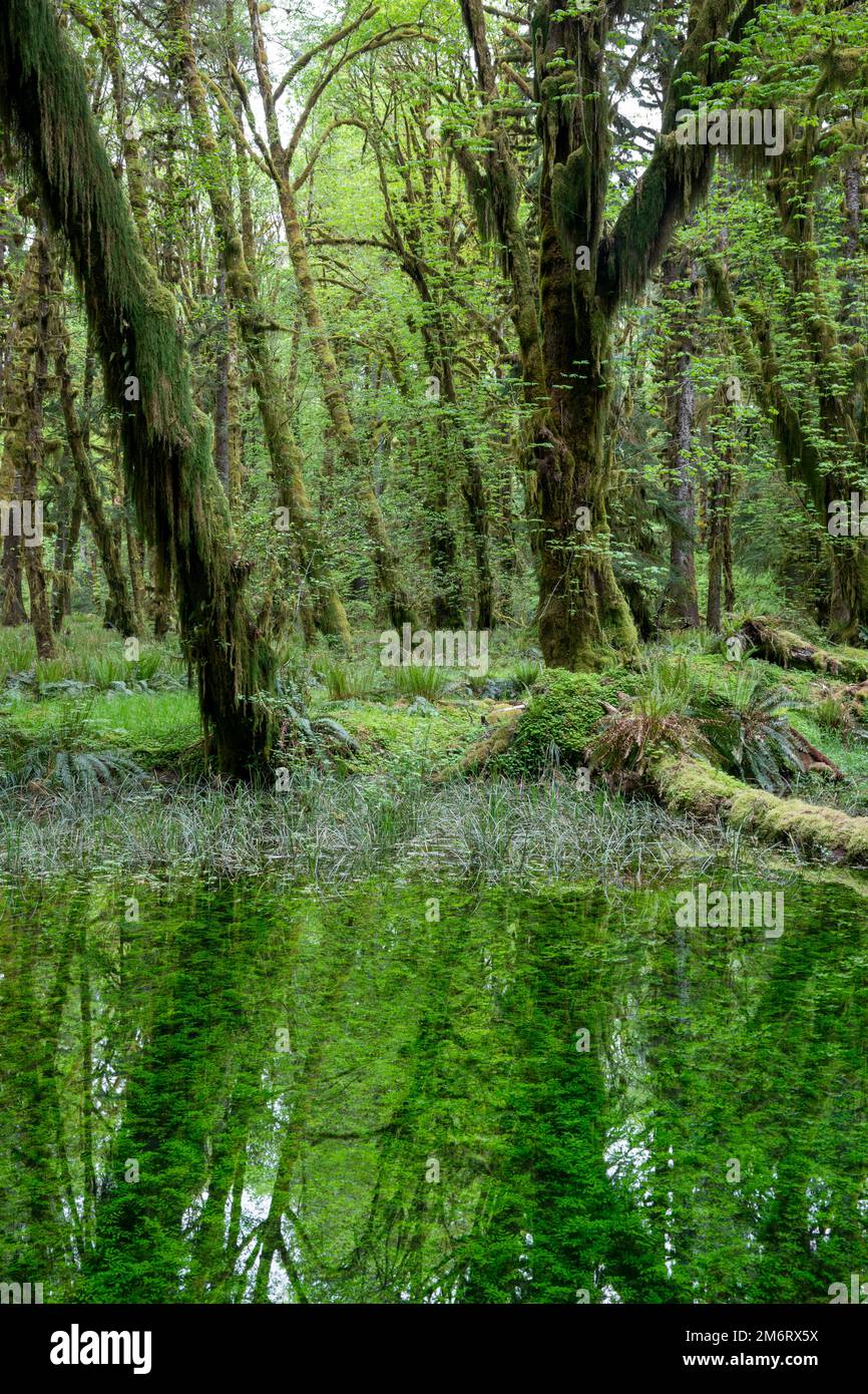 WA20859-00..... WASHINGTON – Regenwald und Teich entlang des Maple Glade Rainforest Trail, Quinault River Valley Olympic National Park. Stockfoto