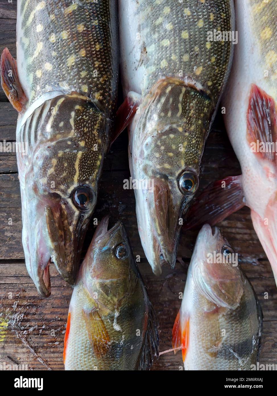 Raubfische. Pike und Barsch auf dem Tisch. Hecht und Barsch mit Angelausrüstung in der Natur. Hochwertiges Foto Stockfoto
