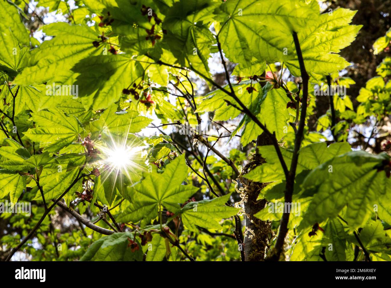 WA20863-00..... WASHINGTON - Ahorn im Hoh Rainforest, Olympic National Park. Stockfoto