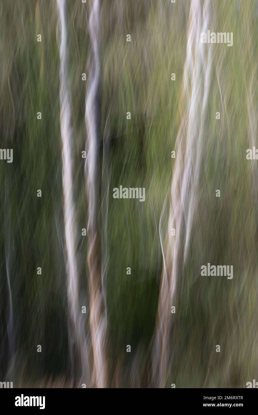 WA20869-00..... WASHINGTON: Abstrakte Bäume im Hoh Rainforest, Olympic National Park. Stockfoto