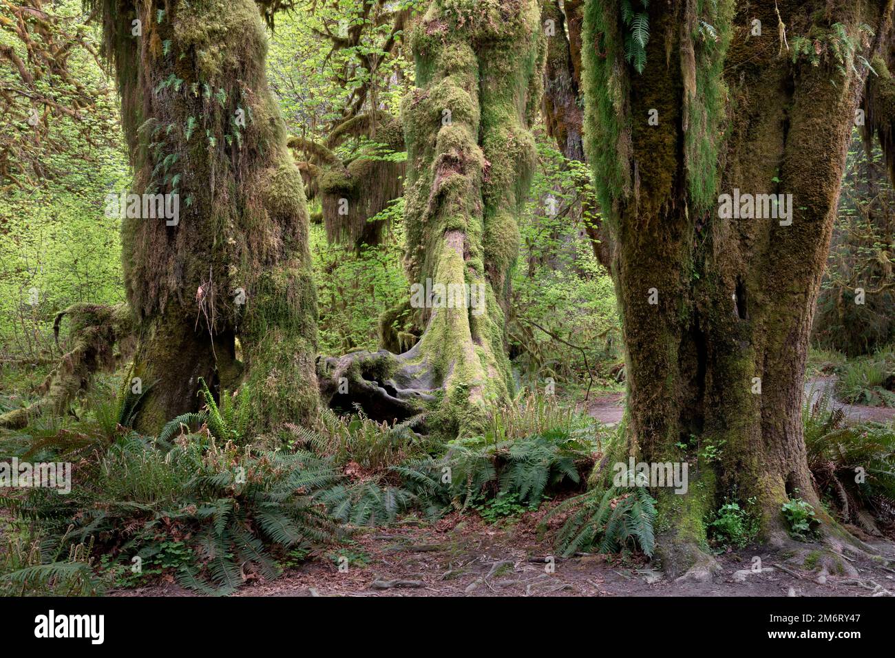 WA20872-00..... WASHINGTON - Moss bedeckte Bäume im Hoh Rainforest, Olympic National Park. Stockfoto