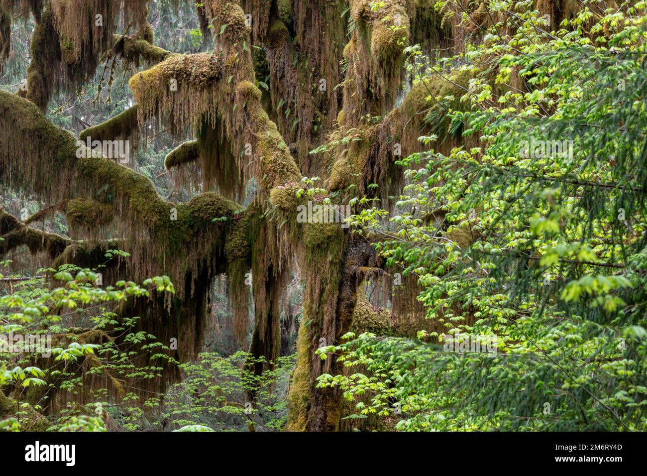 WA20873-00..... WASHINGTON - Moss bedeckte Bäume im Hoh Rainforest, Olympic National Park. Stockfoto