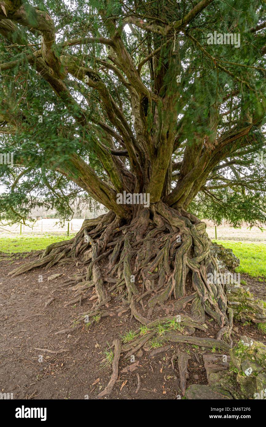 Eibe Baum Taxus Baccata und Wurzeln Wakehurst Place Surrey UK  Stockfotografie - Alamy