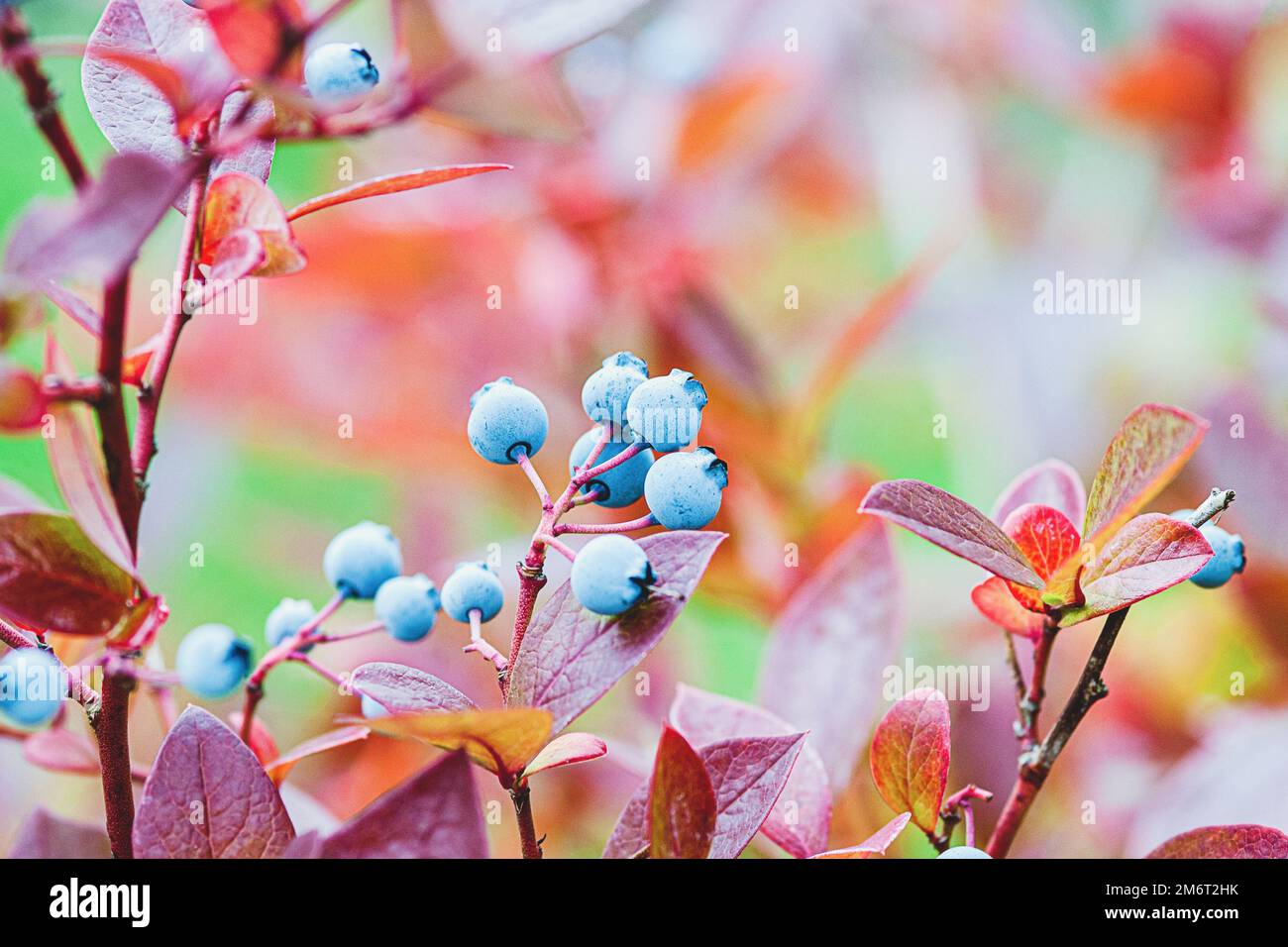 Amerikanische Blaubeere wächst im Herbstgarten, Heidelbeeren gegen rotes Laub im Herbst Stockfoto