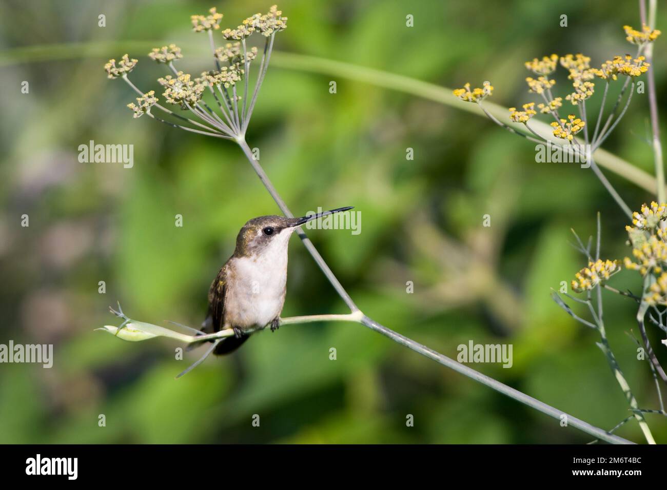 01162-12109 Rubinthroierter Kolibri (Archilochus colubris) unreif auf Bronze Fenchel (Foeniculum vilgare 'Dulce') IL Stockfoto