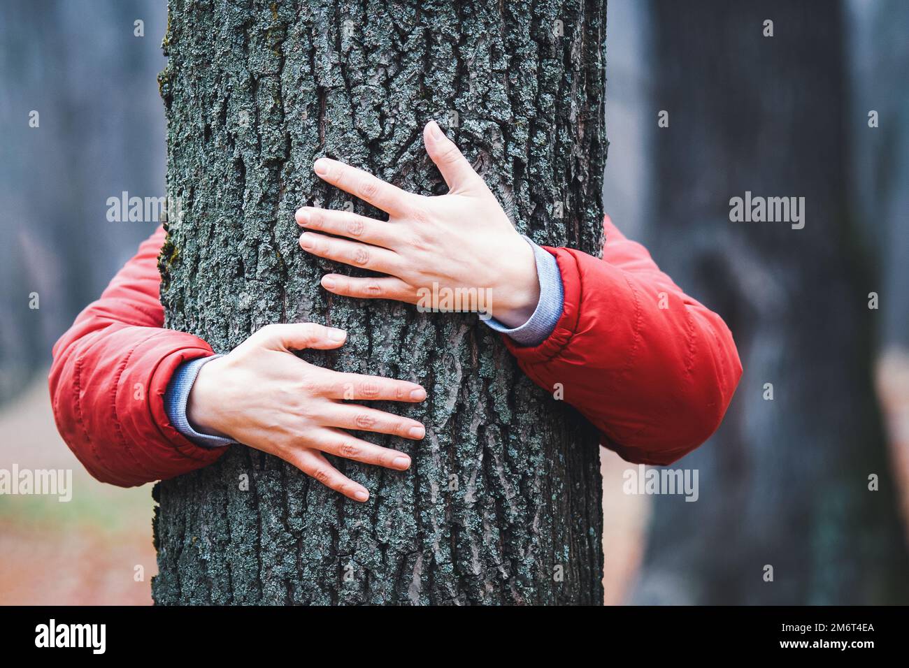 Baumumarmung, Hände umarmen alten Baumstamm im Herbst, Frau meditiert im Herbstpark Stockfoto