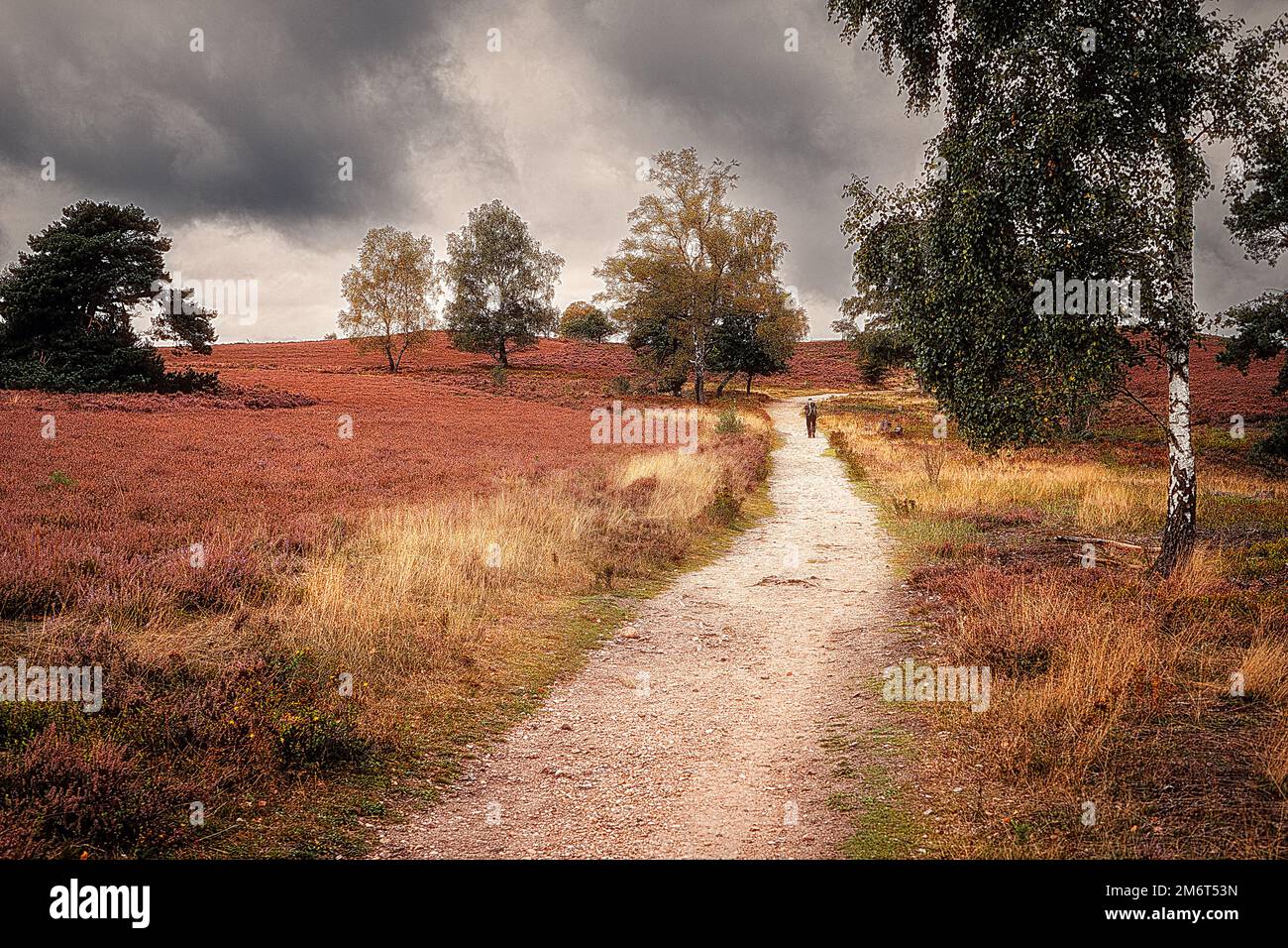 Blühendes Heidekraut im Naturpark Lüneburg Heath Stockfoto